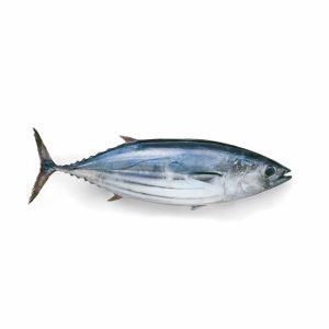 Pescado de mar Bonito 10lb