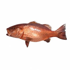 Pescado de Mar Cubera 19lb