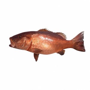 Pescado de Mar Cubera 26lb